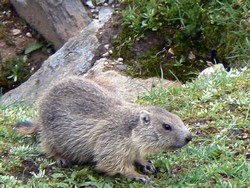 Une marmotte